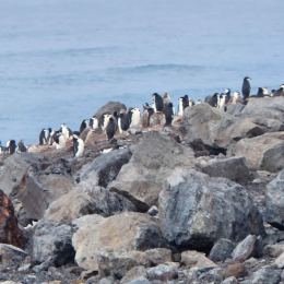 cluster of penguins near shore during 3Y0J bouvet island dxpedition