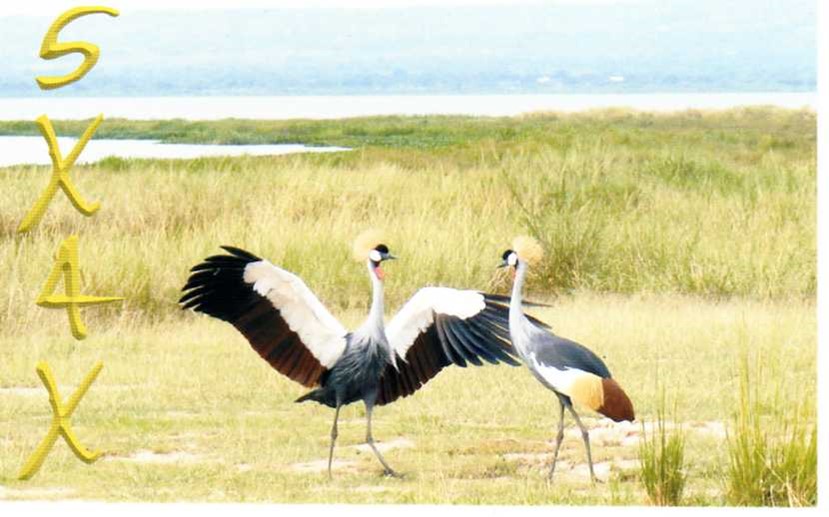 Uganda QSL card with birds