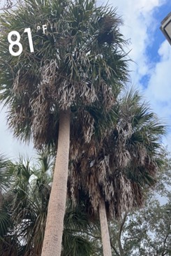 palm tree with 81 degree F superscript