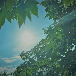 Picture of sun behind trees