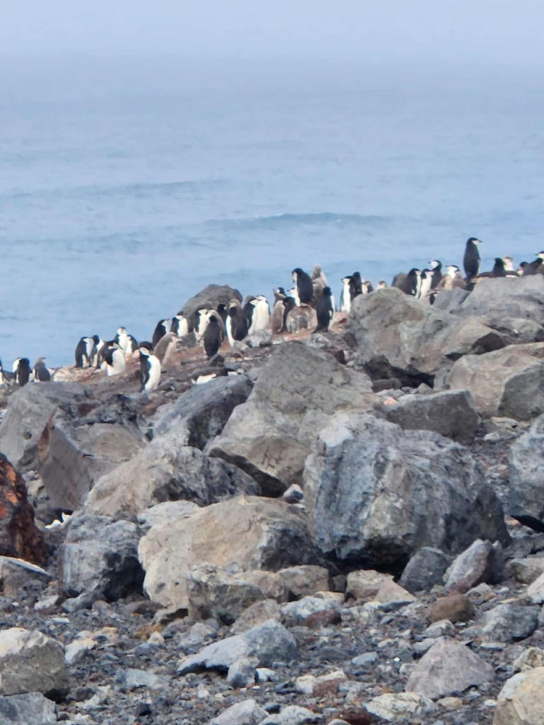 penguins on a rocky sea shore