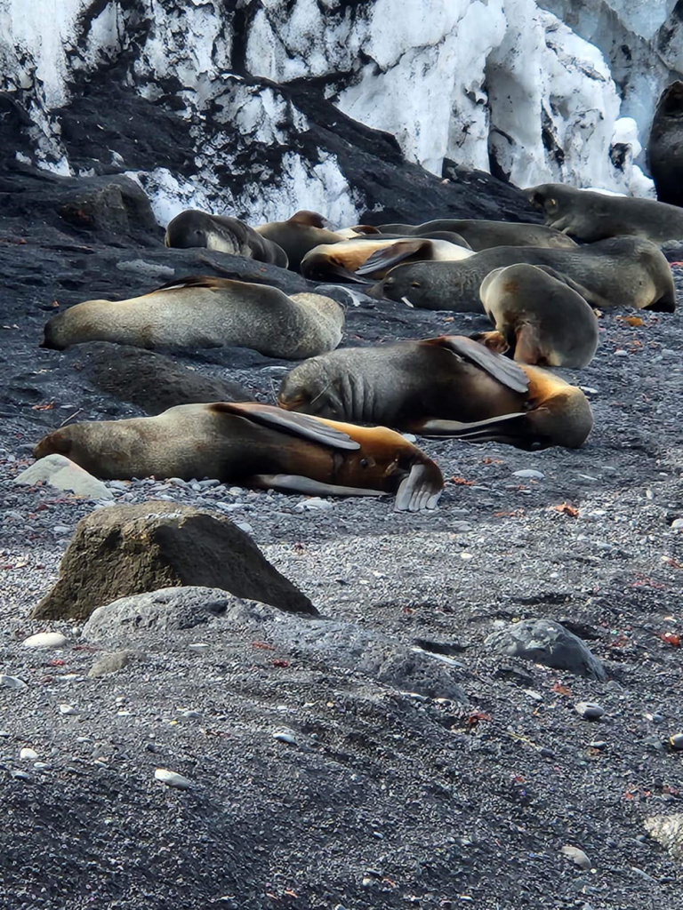 seals sleeping on a rocky sea shore