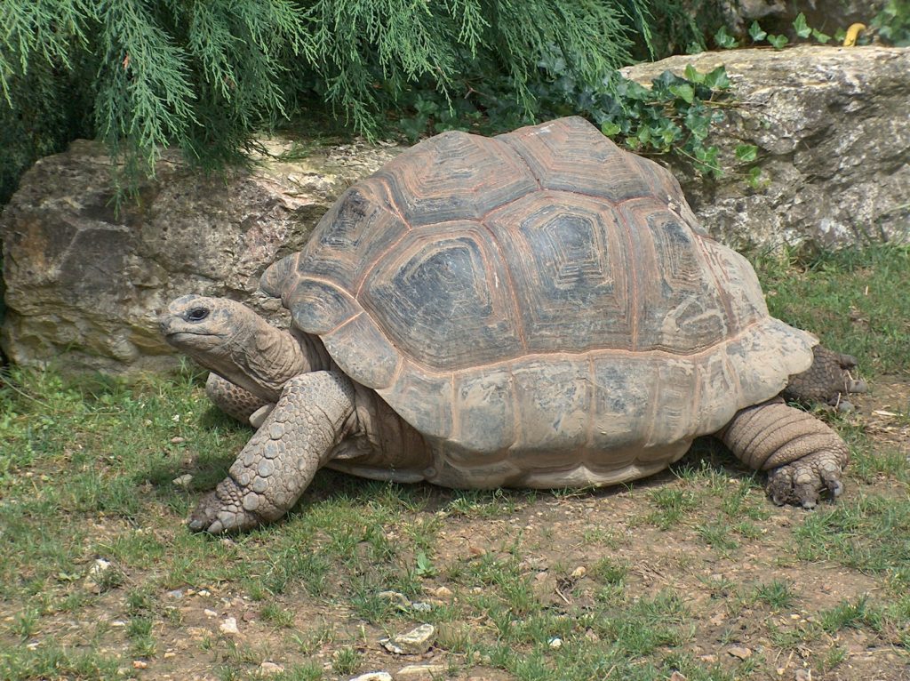 a Giant Tortoise