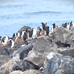 penguins on a rocky shoreline