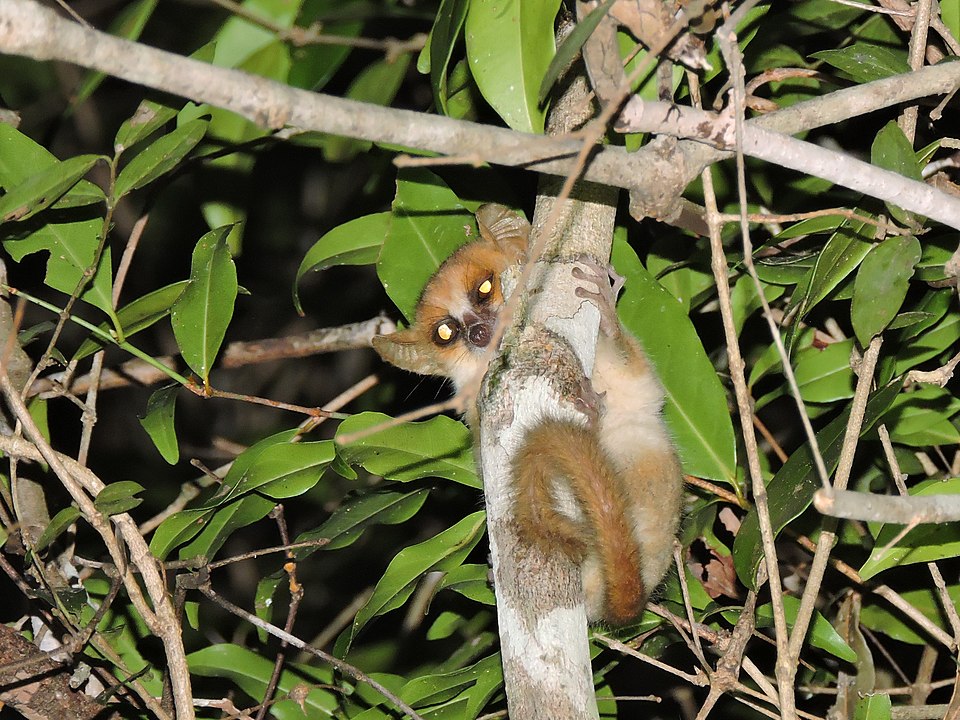 mouse lemur in a tree