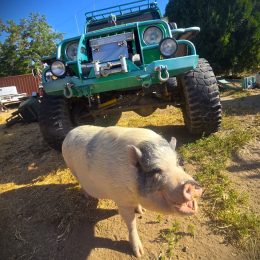 big jeep behind a wild pig