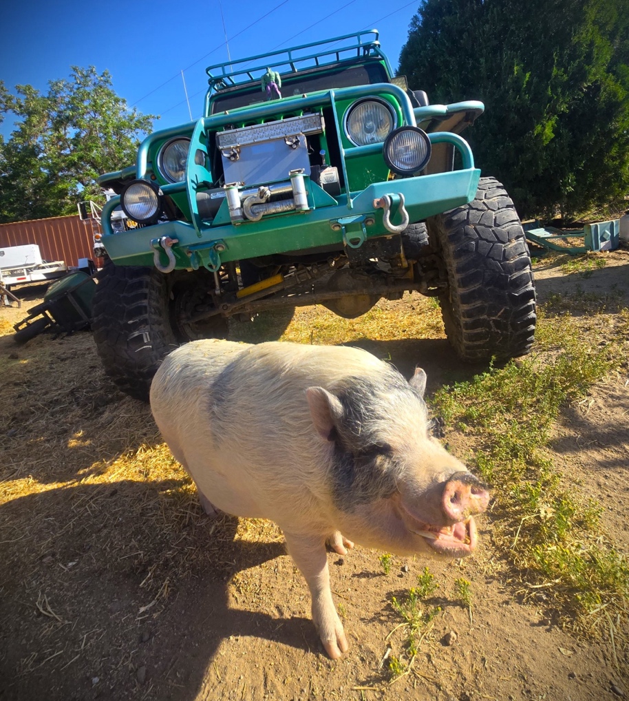 big jeep behind a wild pig