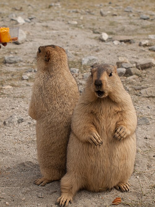 a pair of Himalayan marmots